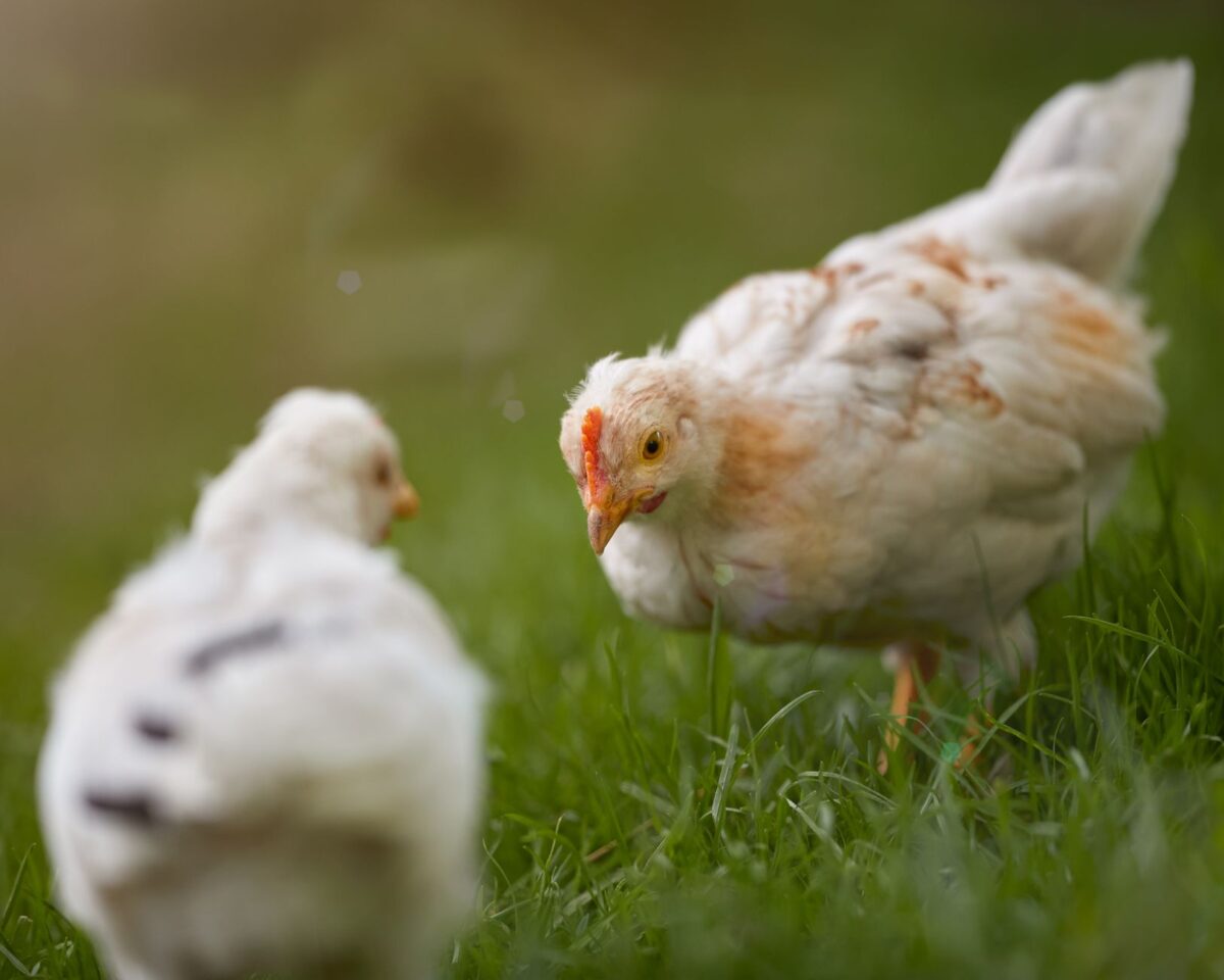 résultat fédérale poule comparatif rapide profils