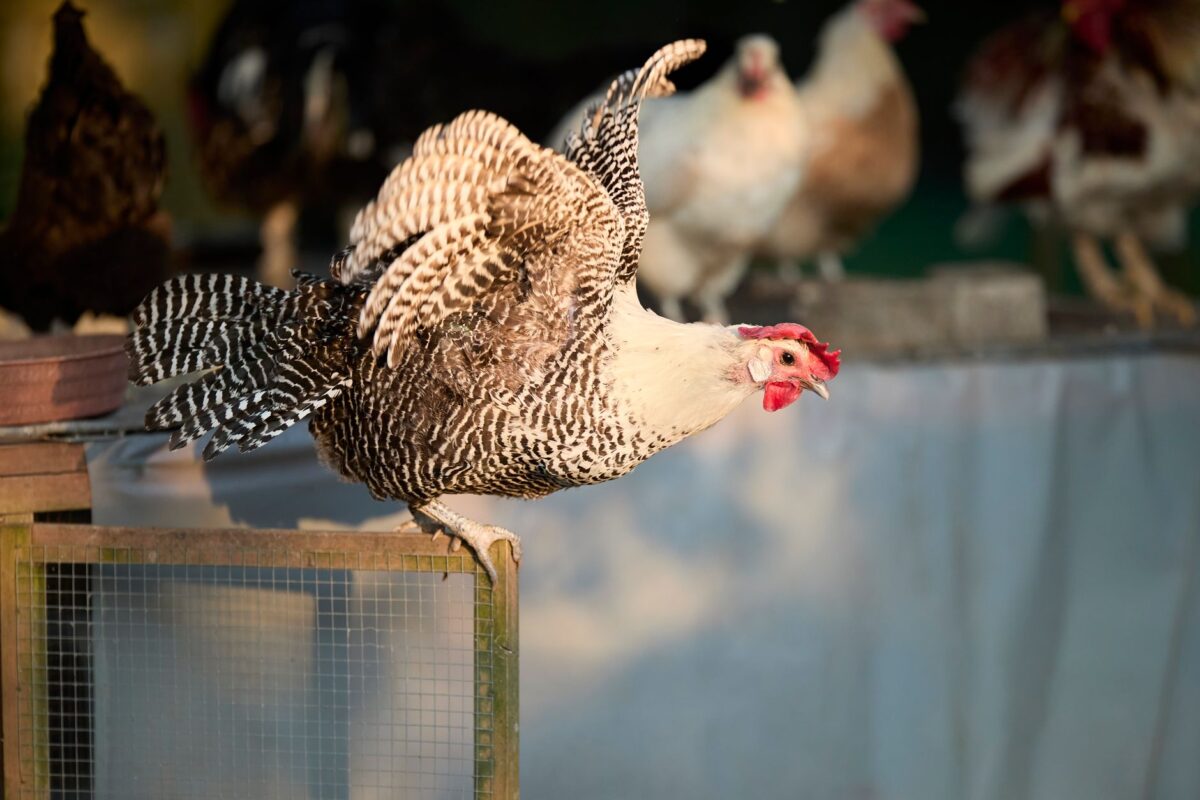 calendrier fédérale poule transformer outil